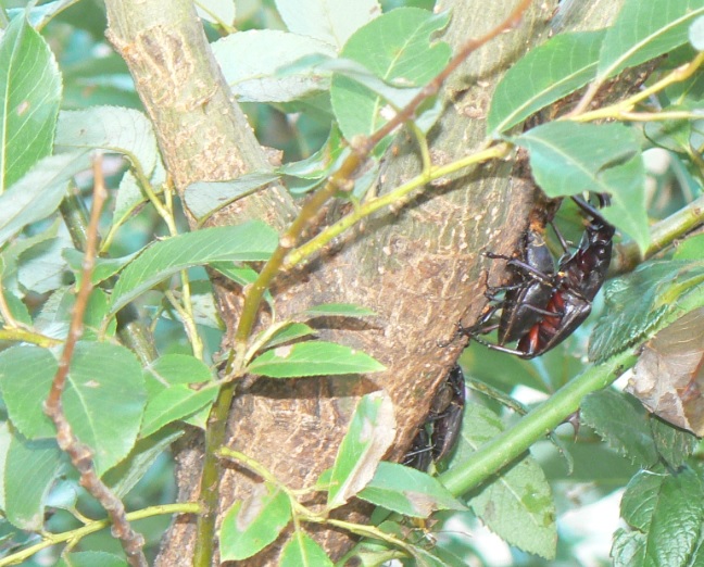 川縁のヤナギ 早朝 ノコギリクワガタ2ペア_200815